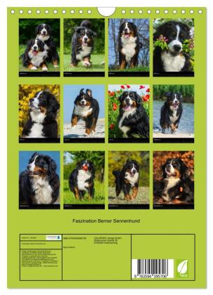 Faszination Berner Sennenhund (Wandkalender 2027 DIN A4 hoch), CALVENDO Monatskalender