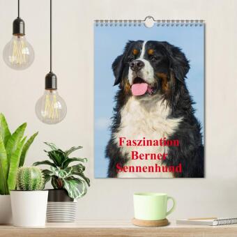 Faszination Berner Sennenhund (Wandkalender 2027 DIN A4 hoch), CALVENDO Monatskalender