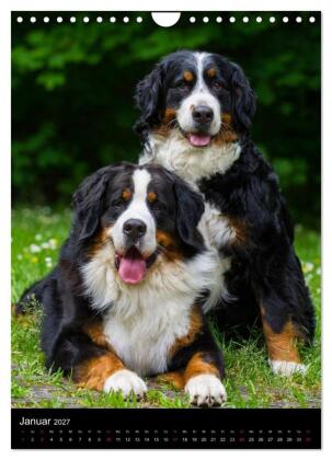 Faszination Berner Sennenhund (Wandkalender 2027 DIN A4 hoch), CALVENDO Monatskalender