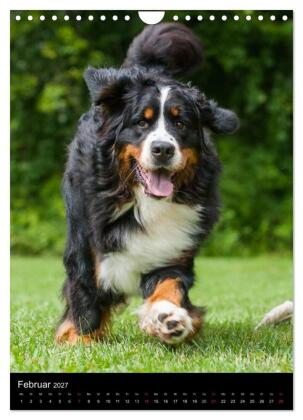 Faszination Berner Sennenhund (Wandkalender 2027 DIN A4 hoch), CALVENDO Monatskalender