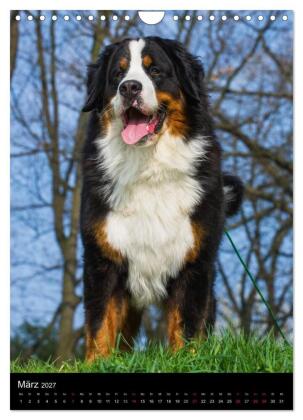 Faszination Berner Sennenhund (Wandkalender 2027 DIN A4 hoch), CALVENDO Monatskalender