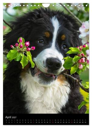 Faszination Berner Sennenhund (Wandkalender 2027 DIN A4 hoch), CALVENDO Monatskalender