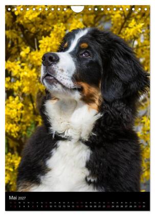 Faszination Berner Sennenhund (Wandkalender 2027 DIN A4 hoch), CALVENDO Monatskalender