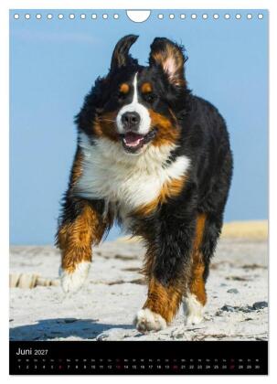 Faszination Berner Sennenhund (Wandkalender 2027 DIN A4 hoch), CALVENDO Monatskalender