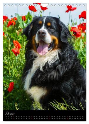 Faszination Berner Sennenhund (Wandkalender 2027 DIN A4 hoch), CALVENDO Monatskalender
