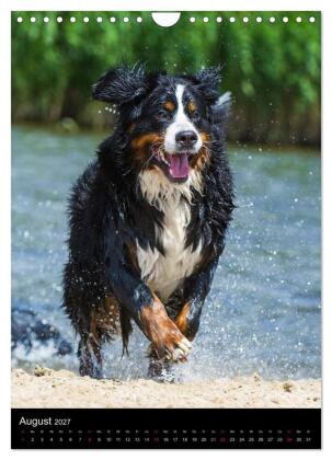 Faszination Berner Sennenhund (Wandkalender 2027 DIN A4 hoch), CALVENDO Monatskalender