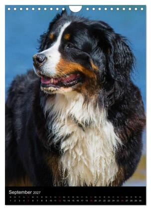 Faszination Berner Sennenhund (Wandkalender 2027 DIN A4 hoch), CALVENDO Monatskalender