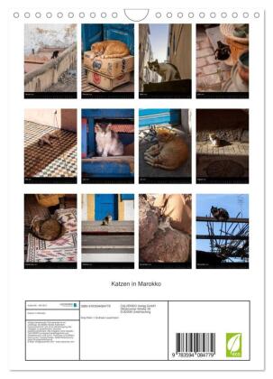 Katzen in Marokko (Wandkalender 2027 DIN A4 hoch), CALVENDO Monatskalender