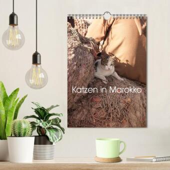 Katzen in Marokko (Wandkalender 2027 DIN A4 hoch), CALVENDO Monatskalender