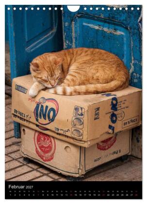 Katzen in Marokko (Wandkalender 2027 DIN A4 hoch), CALVENDO Monatskalender