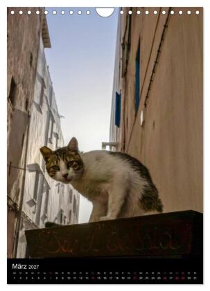 Katzen in Marokko (Wandkalender 2027 DIN A4 hoch), CALVENDO Monatskalender