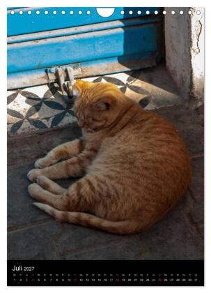 Katzen in Marokko (Wandkalender 2027 DIN A4 hoch), CALVENDO Monatskalender