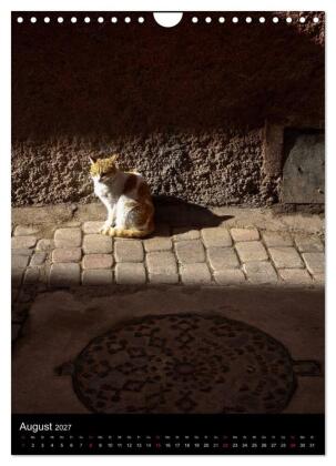 Katzen in Marokko (Wandkalender 2027 DIN A4 hoch), CALVENDO Monatskalender