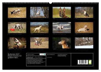 Bullterrier 2027 - Kleine Clowns mit großem Herz (hochwertiger Premium Wandkalender 2027 DIN A2 quer), Kunstdruck in Hochglanz