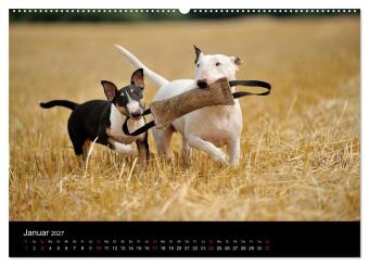 Bullterrier 2027 - Kleine Clowns mit großem Herz (hochwertiger Premium Wandkalender 2027 DIN A2 quer), Kunstdruck in Hochglanz