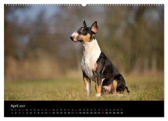 Bullterrier 2027 - Kleine Clowns mit großem Herz (hochwertiger Premium Wandkalender 2027 DIN A2 quer), Kunstdruck in Hochglanz