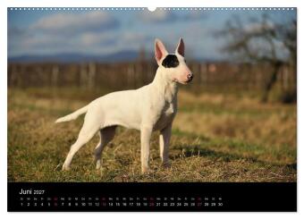 Bullterrier 2027 - Kleine Clowns mit großem Herz (hochwertiger Premium Wandkalender 2027 DIN A2 quer), Kunstdruck in Hochglanz