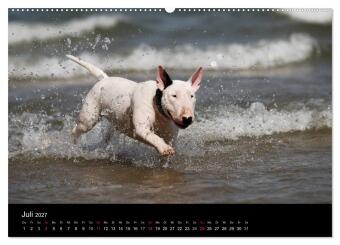 Bullterrier 2027 - Kleine Clowns mit großem Herz (hochwertiger Premium Wandkalender 2027 DIN A2 quer), Kunstdruck in Hochglanz