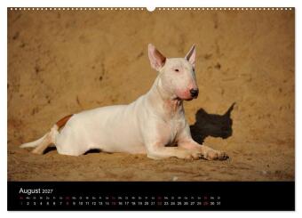 Bullterrier 2027 - Kleine Clowns mit großem Herz (hochwertiger Premium Wandkalender 2027 DIN A2 quer), Kunstdruck in Hochglanz