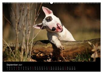 Bullterrier 2027 - Kleine Clowns mit großem Herz (hochwertiger Premium Wandkalender 2027 DIN A2 quer), Kunstdruck in Hochglanz