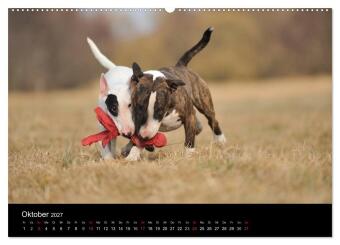 Bullterrier 2027 - Kleine Clowns mit großem Herz (hochwertiger Premium Wandkalender 2027 DIN A2 quer), Kunstdruck in Hochglanz