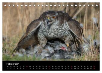 Falknerei Der Habicht (Tischkalender 2027 DIN A5 quer), CALVENDO Monatskalender