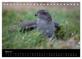 Falknerei Der Habicht (Tischkalender 2027 DIN A5 quer), CALVENDO Monatskalender