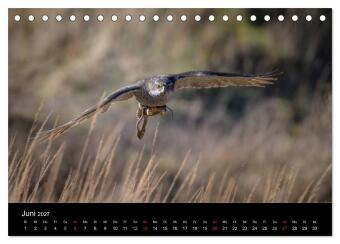 Falknerei Der Habicht (Tischkalender 2027 DIN A5 quer), CALVENDO Monatskalender