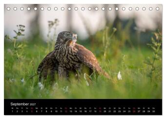 Falknerei Der Habicht (Tischkalender 2027 DIN A5 quer), CALVENDO Monatskalender