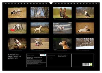 Bullterrier 2027 - Kleine Clowns mit großem Herz (Wandkalender 2027 DIN A2 quer), CALVENDO Monatskalender