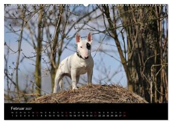 Bullterrier 2027 - Kleine Clowns mit großem Herz (Wandkalender 2027 DIN A2 quer), CALVENDO Monatskalender