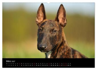 Bullterrier 2027 - Kleine Clowns mit großem Herz (Wandkalender 2027 DIN A2 quer), CALVENDO Monatskalender