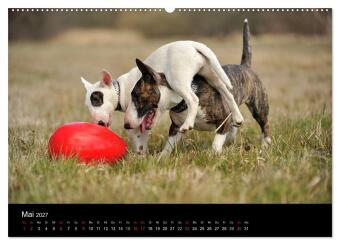 Bullterrier 2027 - Kleine Clowns mit großem Herz (Wandkalender 2027 DIN A2 quer), CALVENDO Monatskalender