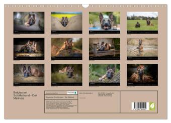 Belgischer Schäferhund - Der Malinois (Wandkalender 2027 DIN A3 quer), CALVENDO Monatskalender
