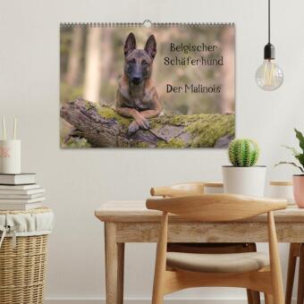 Belgischer Schäferhund - Der Malinois (Wandkalender 2027 DIN A3 quer), CALVENDO Monatskalender