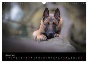 Belgischer Schäferhund - Der Malinois (Wandkalender 2027 DIN A3 quer), CALVENDO Monatskalender