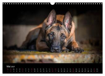 Belgischer Schäferhund - Der Malinois (Wandkalender 2027 DIN A3 quer), CALVENDO Monatskalender