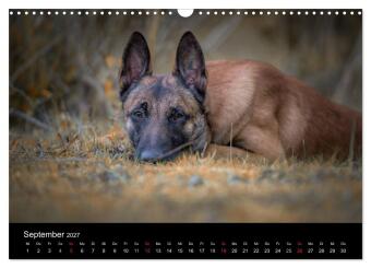 Belgischer Schäferhund - Der Malinois (Wandkalender 2027 DIN A3 quer), CALVENDO Monatskalender