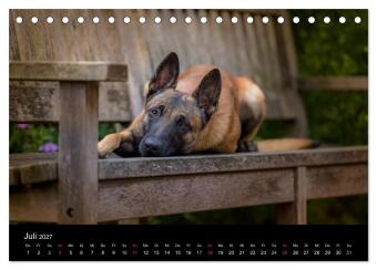 Belgischer Schäferhund - Der Malinois (Tischkalender 2027 DIN A5 quer), CALVENDO Monatskalender