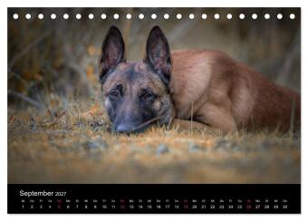 Belgischer Schäferhund - Der Malinois (Tischkalender 2027 DIN A5 quer), CALVENDO Monatskalender