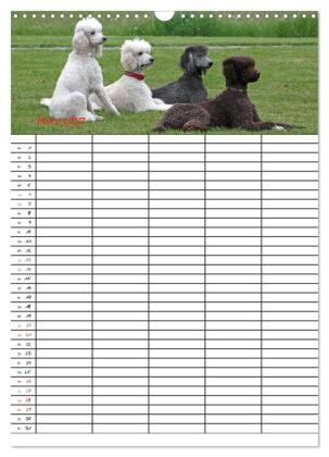 Der Pudel-Familienplaner (Wandkalender 2027 DIN A3 hoch), CALVENDO Monatskalender