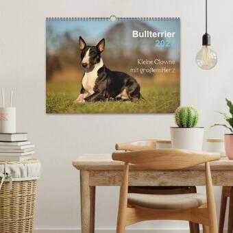 Bullterrier 2027 - Kleine Clowns mit großem Herz (Wandkalender 2027 DIN A3 quer), CALVENDO Monatskalender
