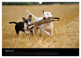 Bullterrier 2027 - Kleine Clowns mit großem Herz (Wandkalender 2027 DIN A3 quer), CALVENDO Monatskalender