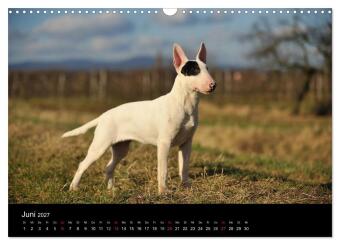 Bullterrier 2027 - Kleine Clowns mit großem Herz (Wandkalender 2027 DIN A3 quer), CALVENDO Monatskalender