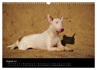 Bullterrier 2027 - Kleine Clowns mit großem Herz (Wandkalender 2027 DIN A3 quer), CALVENDO Monatskalender