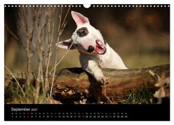 Bullterrier 2027 - Kleine Clowns mit großem Herz (Wandkalender 2027 DIN A3 quer), CALVENDO Monatskalender