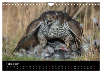 Falknerei Der Habicht (Wandkalender 2027 DIN A4 quer), CALVENDO Monatskalender