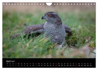 Falknerei Der Habicht (Wandkalender 2027 DIN A4 quer), CALVENDO Monatskalender