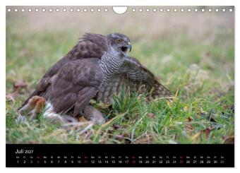 Falknerei Der Habicht (Wandkalender 2027 DIN A4 quer), CALVENDO Monatskalender