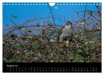 Falknerei Der Habicht (Wandkalender 2027 DIN A4 quer), CALVENDO Monatskalender